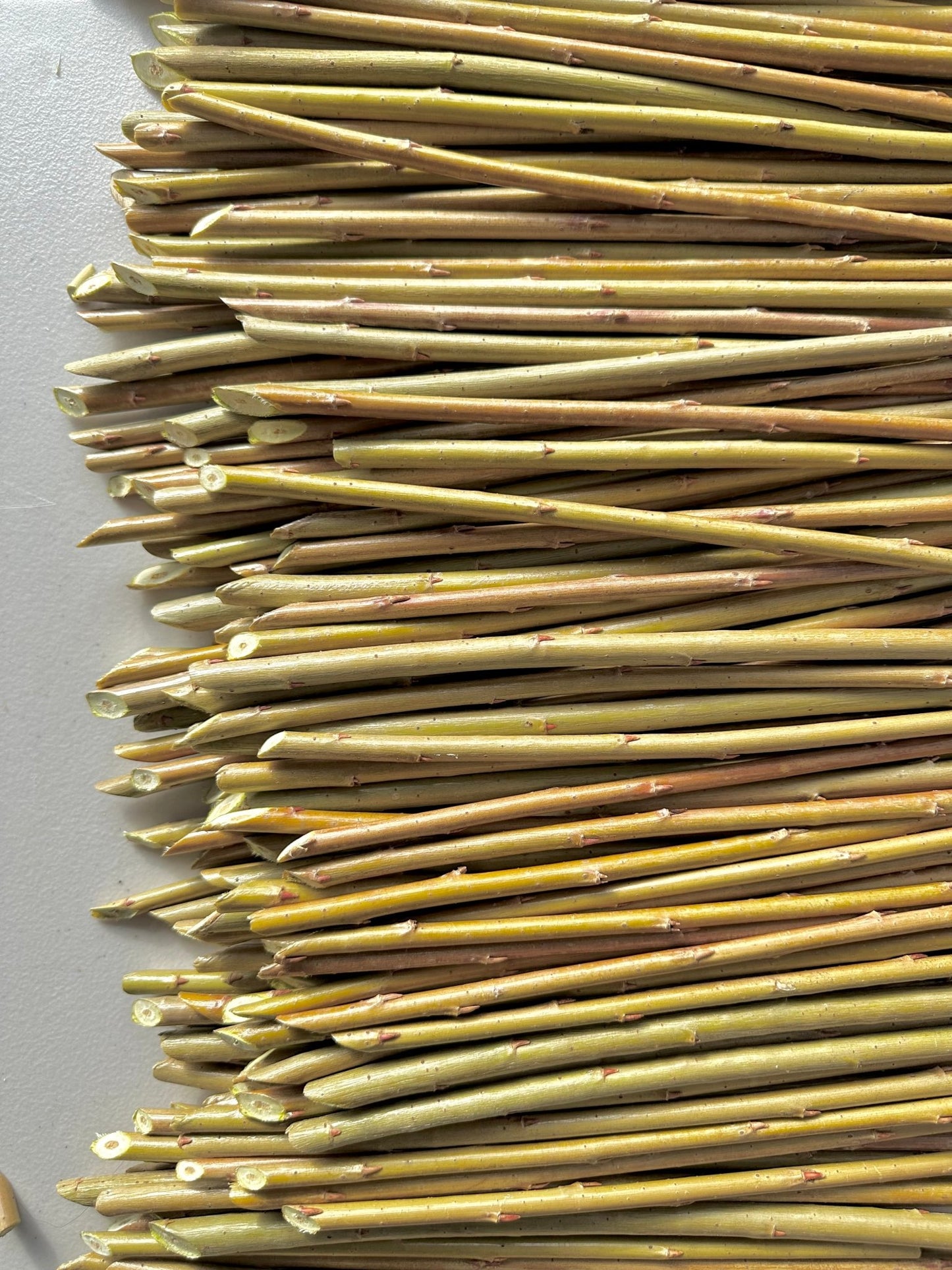 Irette - Lot de 10 boutures de saule panier