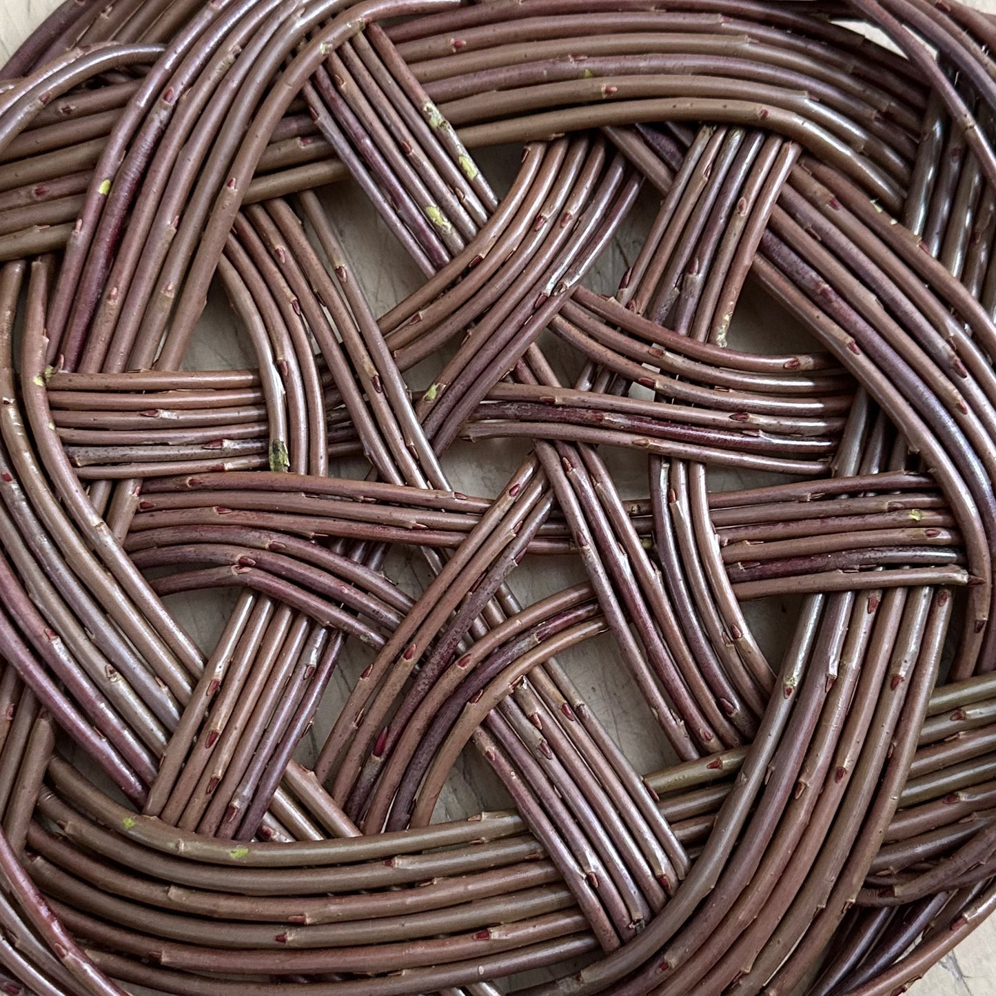 Salix P. Bleu - Bundle of 10 basket willow cuttings