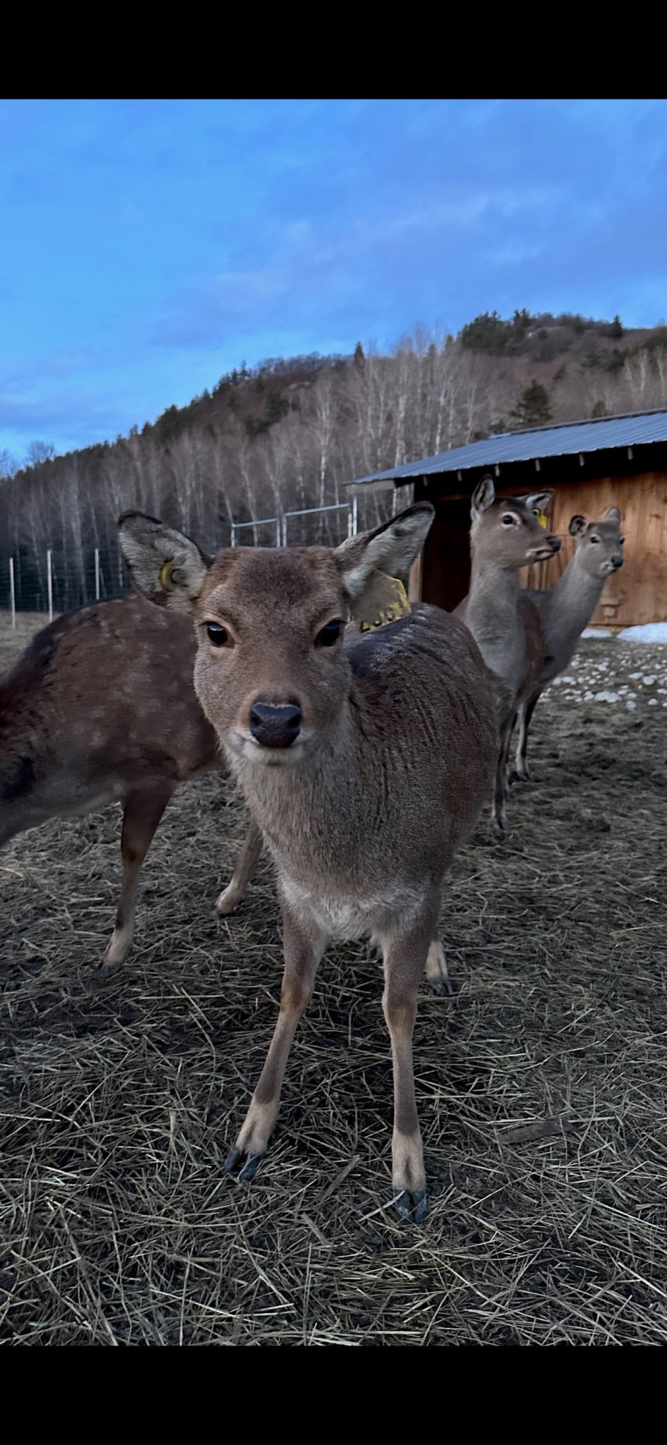 Support our refuge for rescued deer