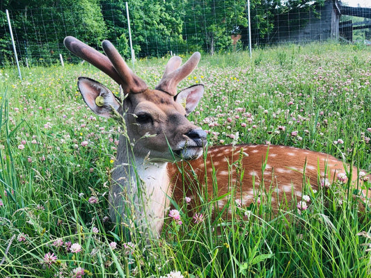 The Unlikely Story of Sika Deer at Lanthorn Farm