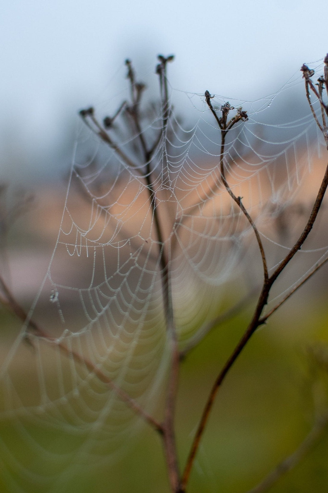 When Spiders Spin Dusk: Korean-Canadian Cultural Exchange Through Art and Land