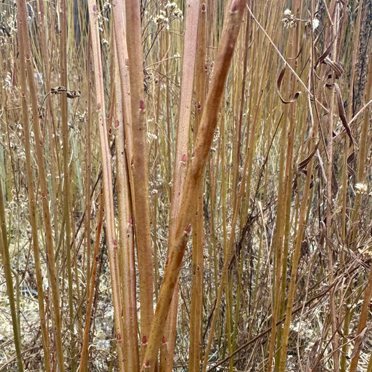 Americana - Bundle of 10 basket willow cuttings