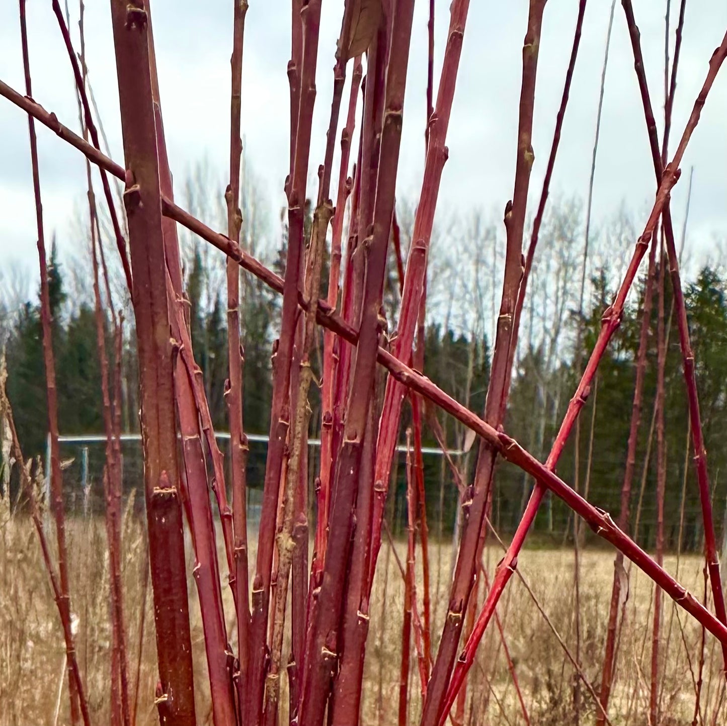 Hakuro Nishiki - Bundle of 10 landscape and basket willow cuttings