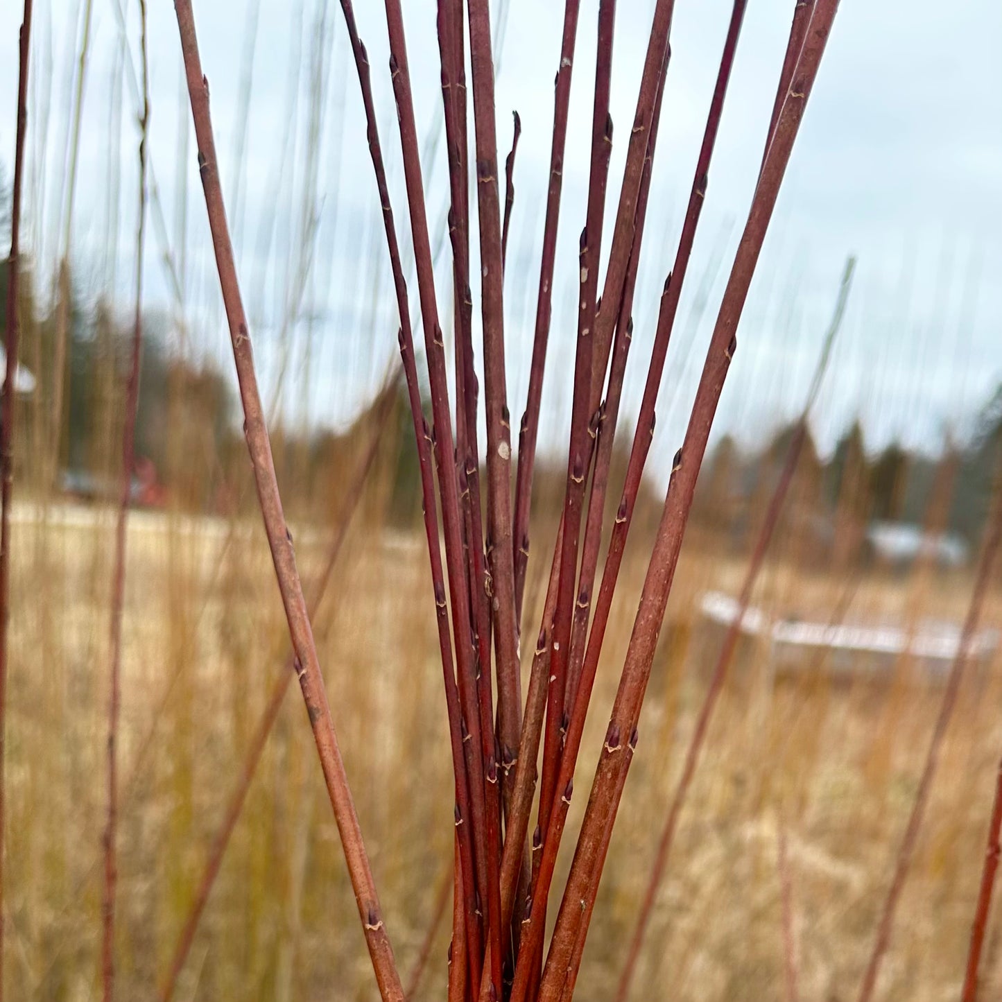 Belgian Red - Bundle of 10 basket willow cuttings