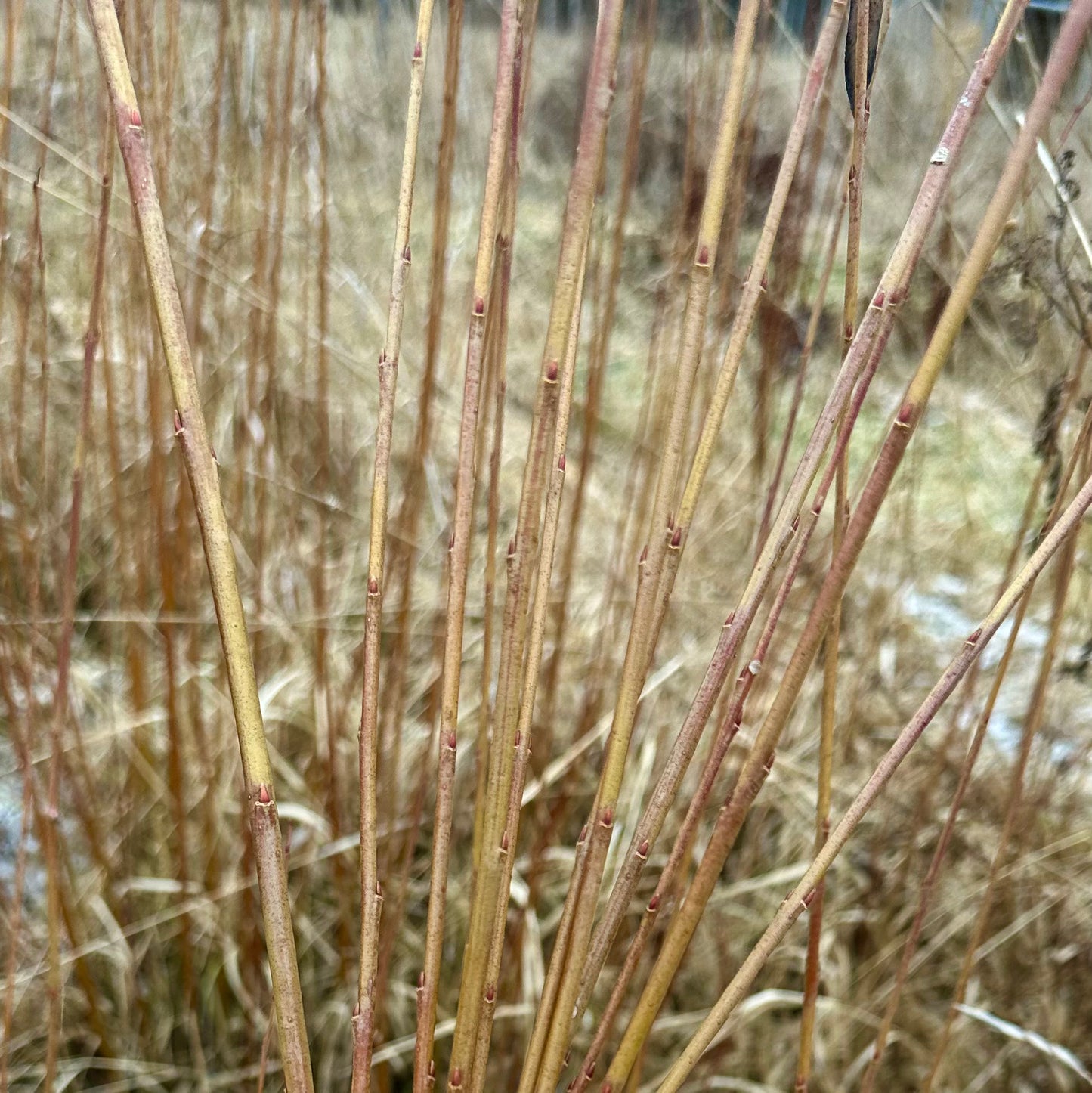 Streamco - Bundle of 10 basket willow cuttings