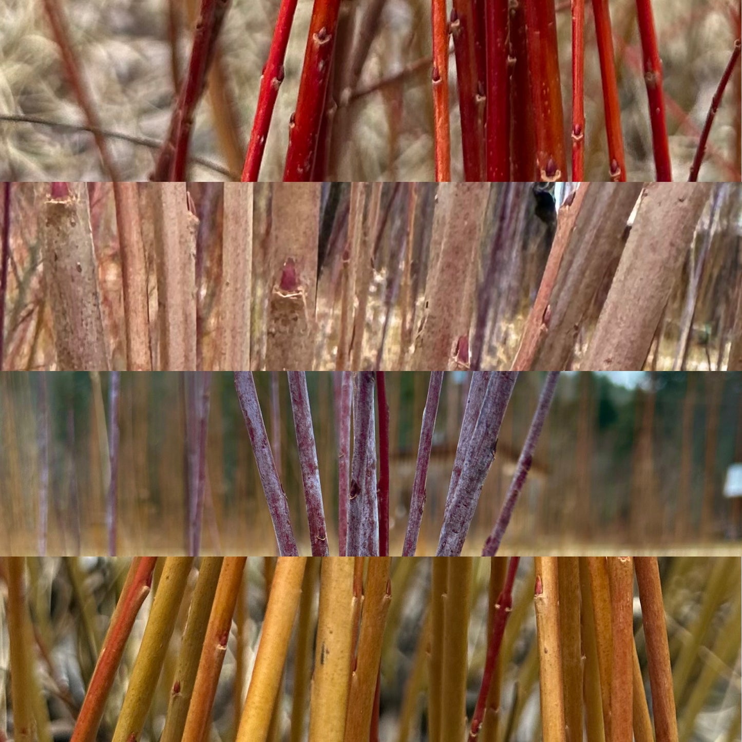 Mixed bundle of 10 basketry willow cuttings