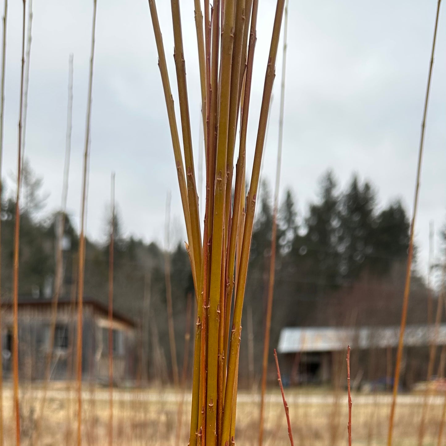 Rubykins - Bundle of 10 basket willow cuttings