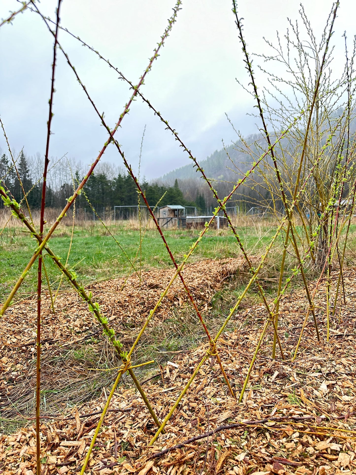 Salix K. Rubykins- Bundle of 10 basket willow cuttings