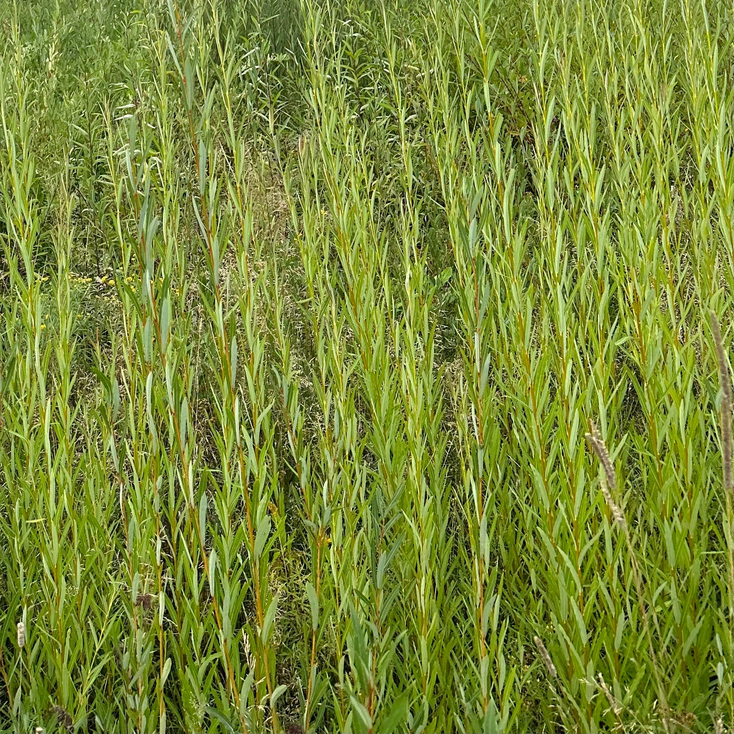 Rubykins - Bundle of 10 basket willow cuttings