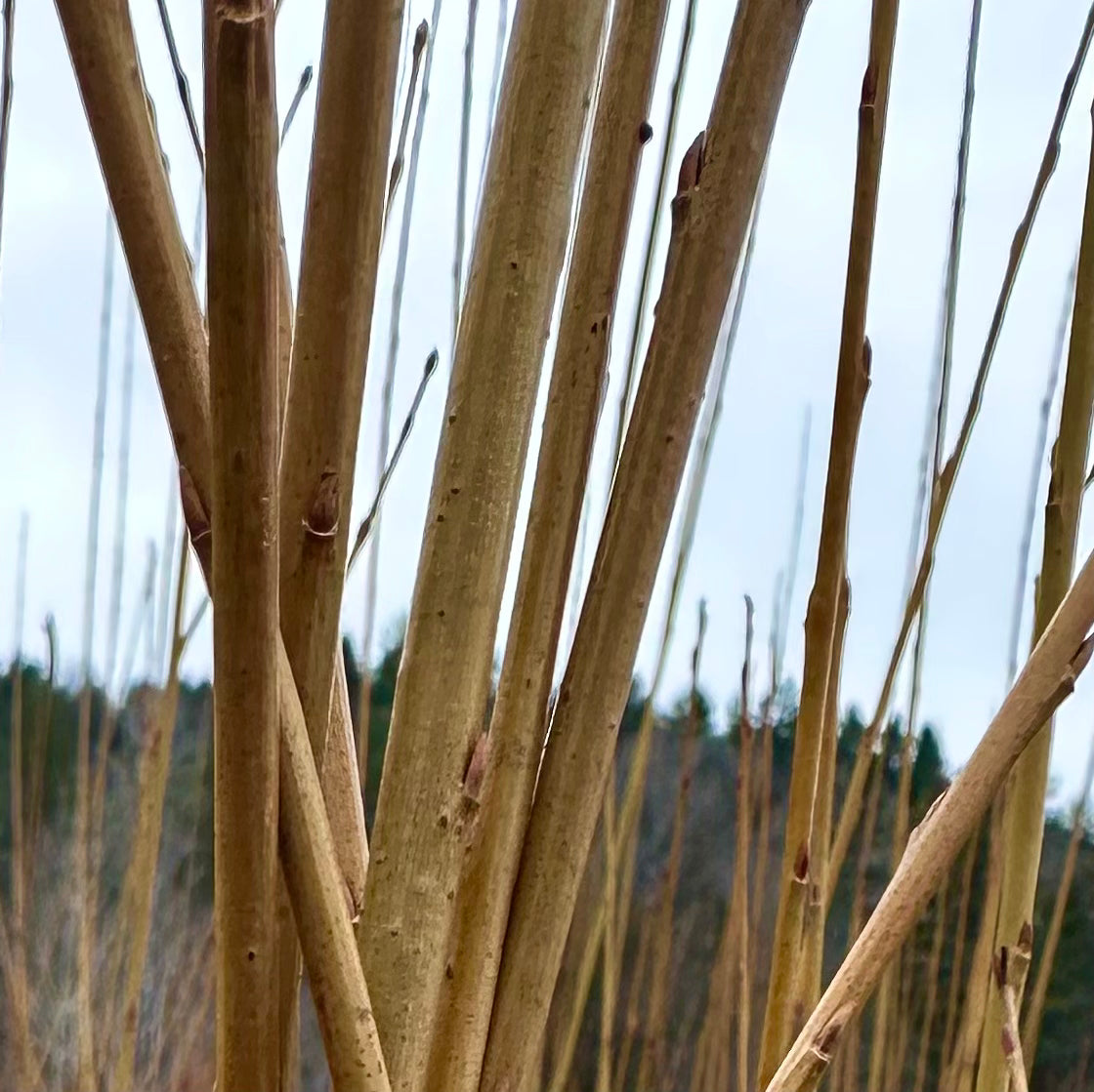 Lambertiana - Bundle of 10 basket willow cuttings