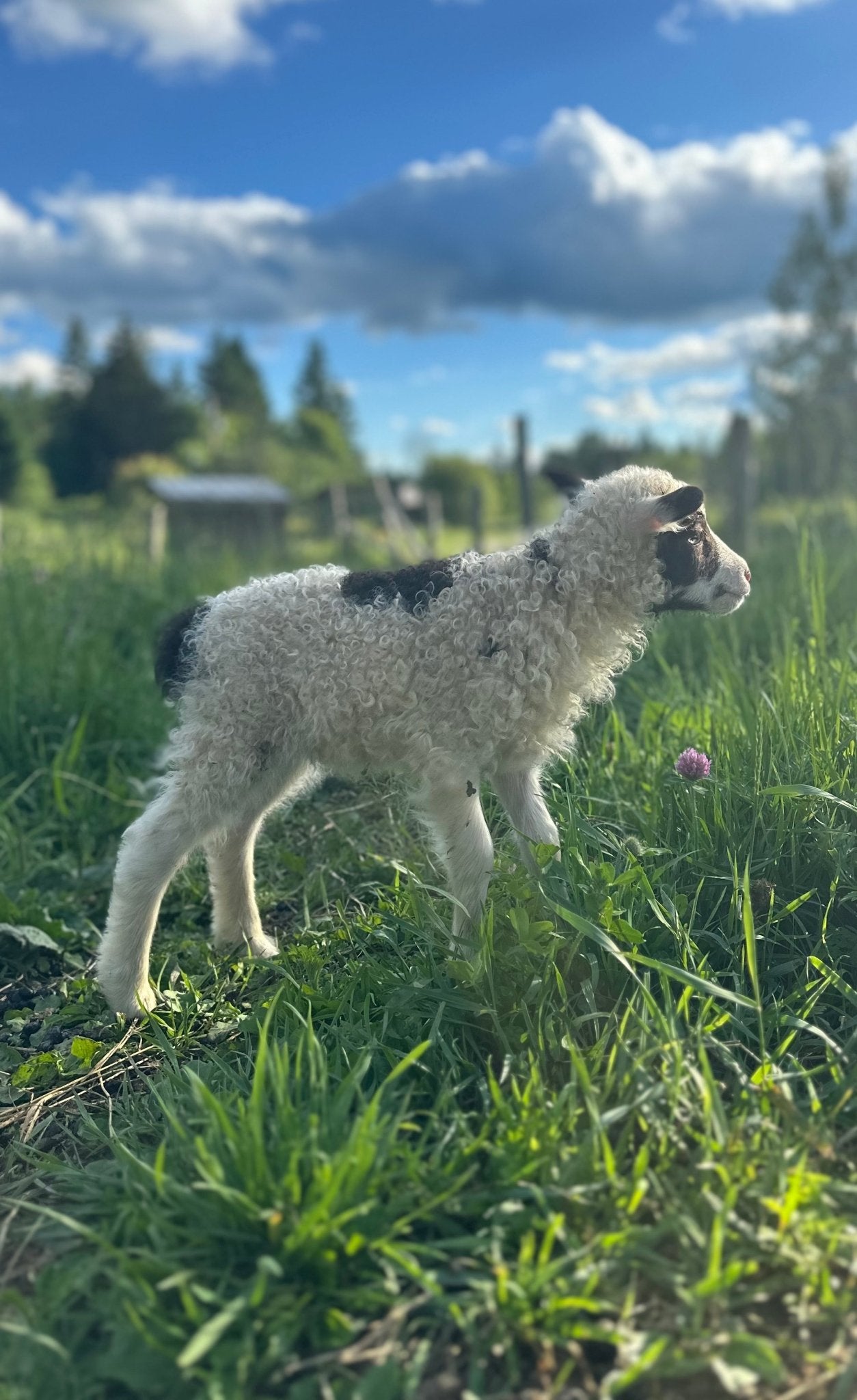 Waitlisted - Felting a Hideless "Sheepskin" with Raw Sheep Fleece, August 26-27th 9am-12pm, 2025