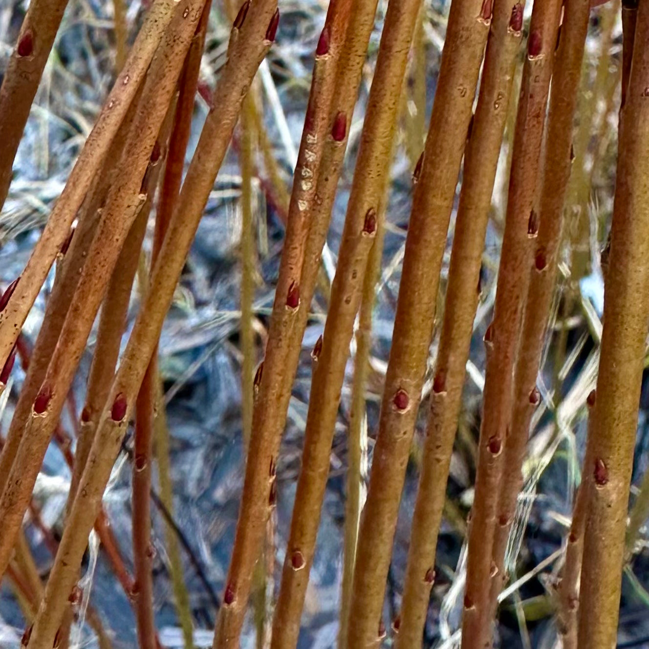 Ficelle d'emballage - Lot de 10 boutures de saule corbeille