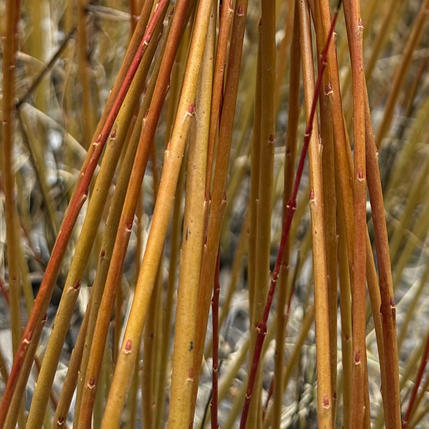 Ficelle d'emballage - Lot de 10 boutures de saule corbeille