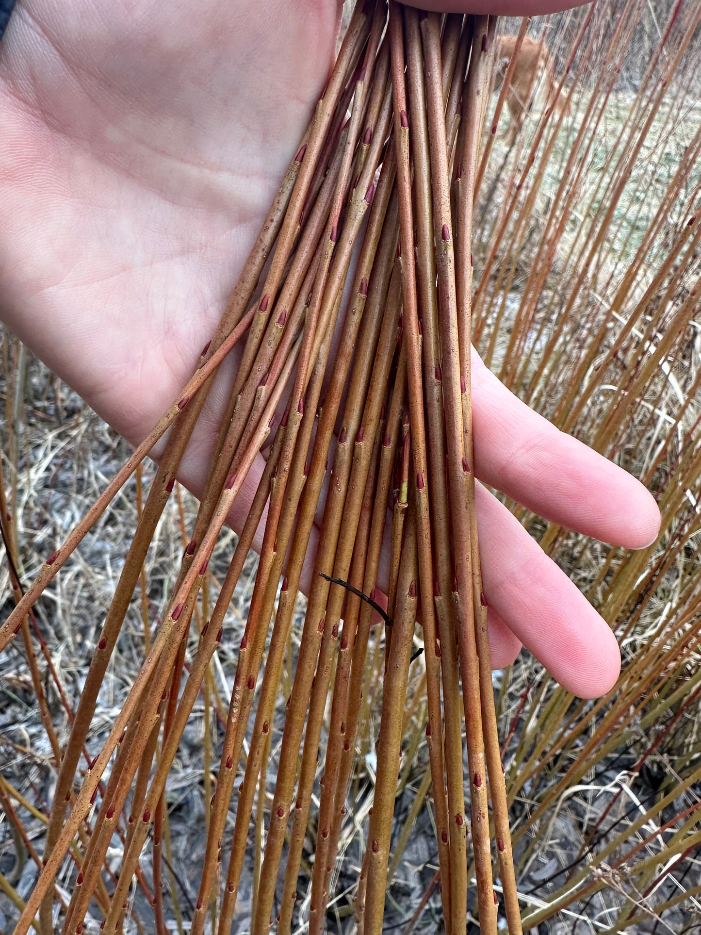 Ficelle d'emballage - Lot de 10 boutures de saule corbeille