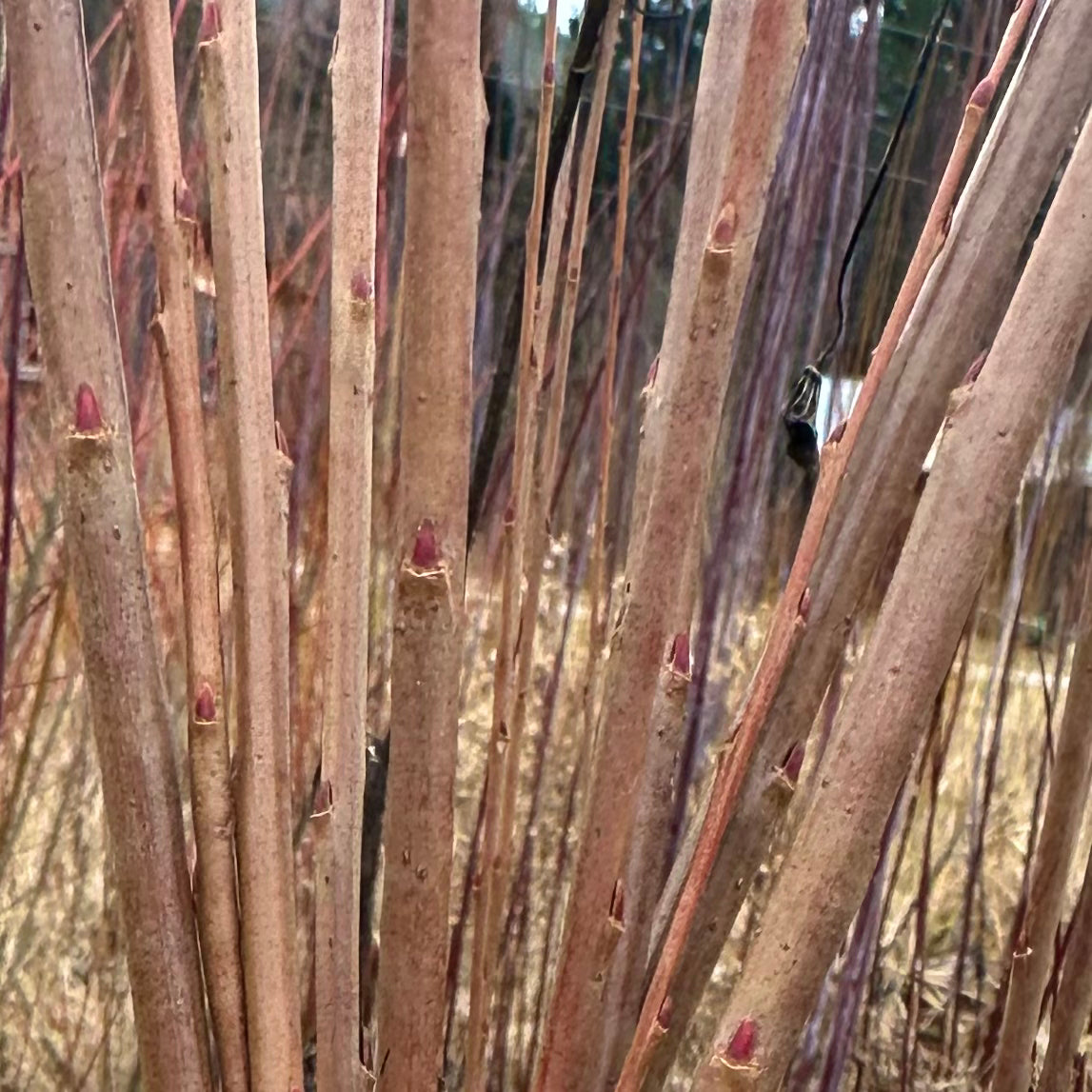 Salix P. Bleu - Lot de 10 boutures de saule panier