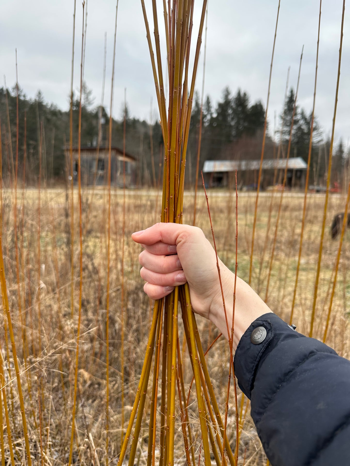 Rubykins - Bundle of 10 basket willow cuttings