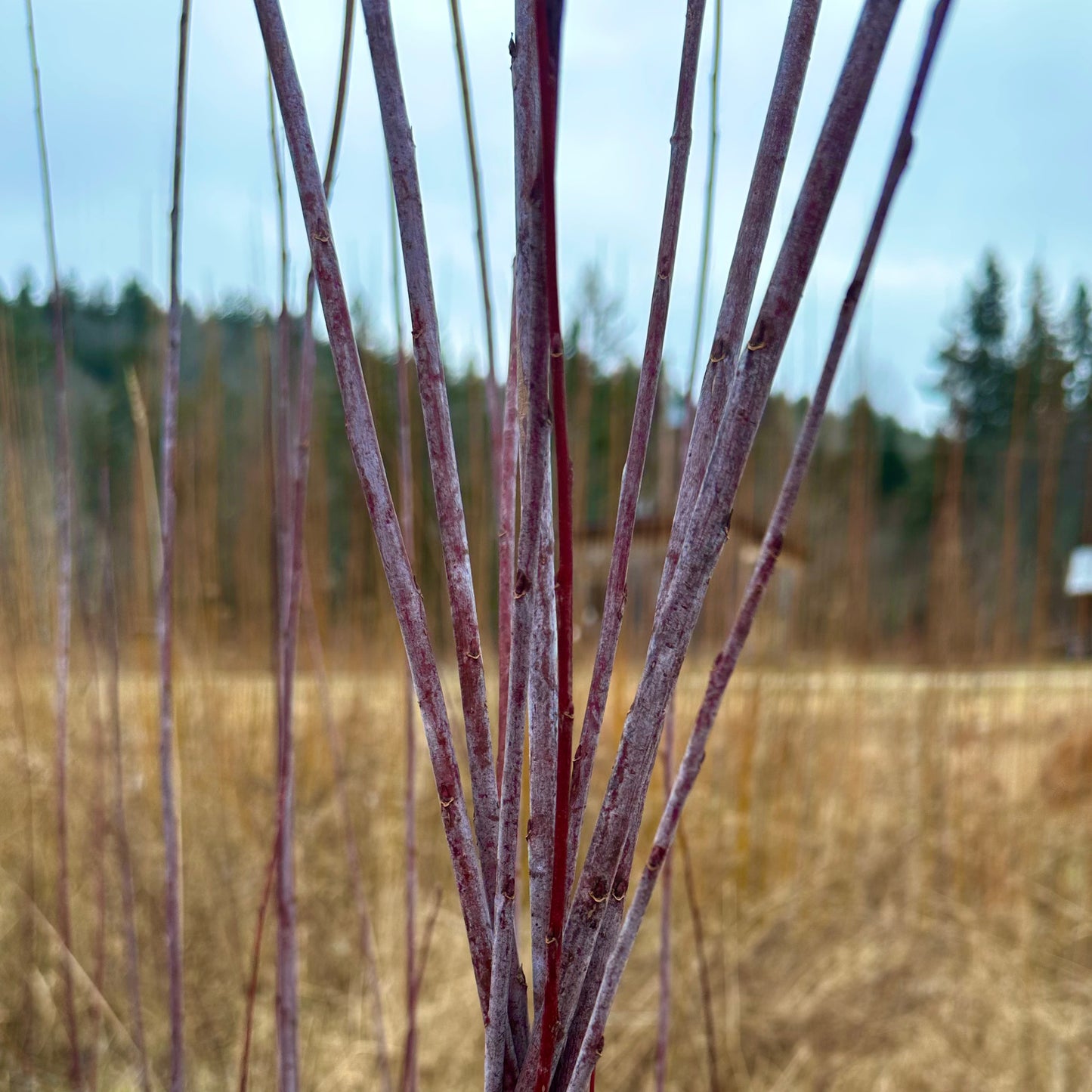 Salix Acutifolia - Lot de 10 boutures de saule panier