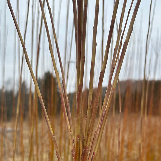 Salix P. X - Lot de 10 boutures de saule panier