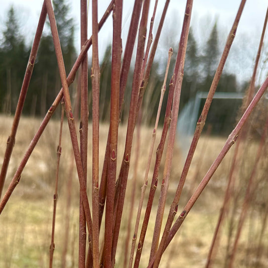 Brittany Blue - Bundle of 10 basket willow cuttings