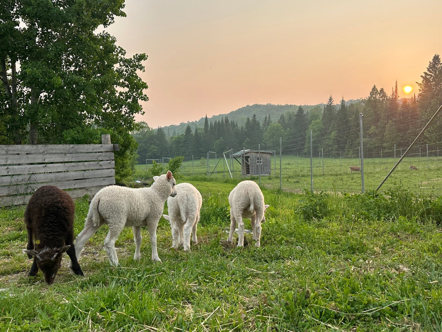 Waitlisted - Felting a Hideless "Sheepskin" with Raw Sheep Fleece, August 26-27th 9am-12pm, 2025