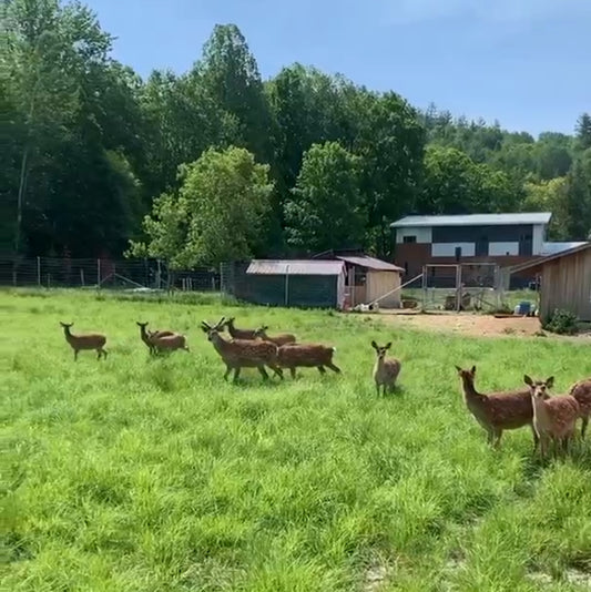Support our refuge for rescued deer